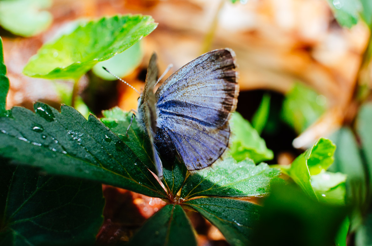 How To Preserve A Butterfly? A Guide to Properly Preserving Butterflies How To Preserve a Butterfly