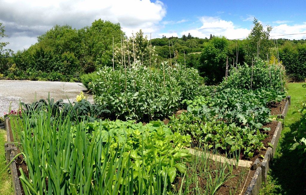 4 Easy to Grow Plants & Veggies for Novice Allotment Growers Allotment Growers